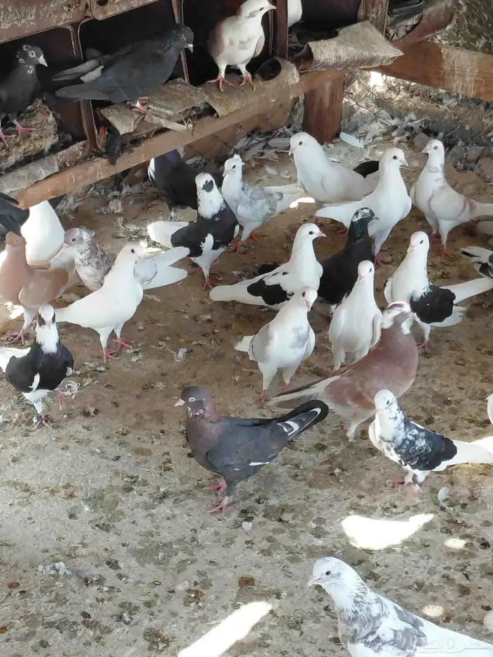 حمام قطايف قلابي 8