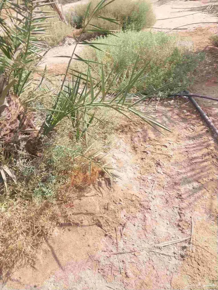 يوجد لدينا نخل جثايث كبار وفروخ مقلوع 1