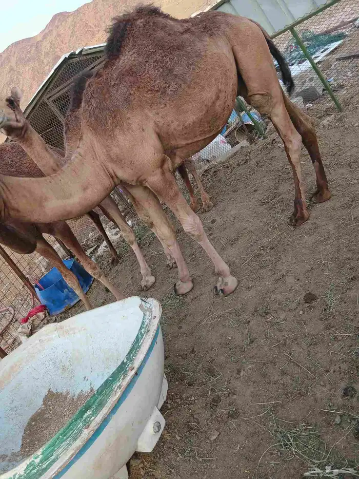 أعرض لكم قعود العمر تقريب ا 11شهر 1