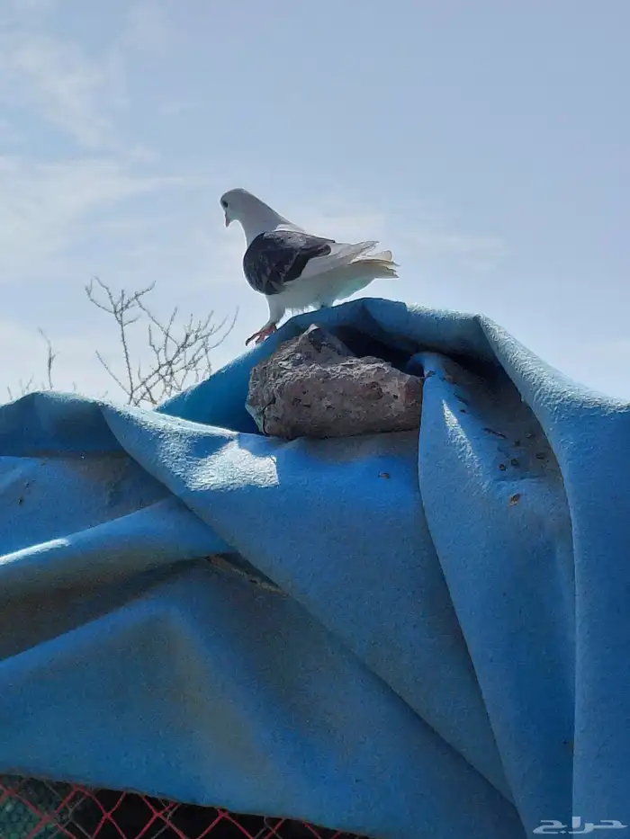 حمام قطايف قلابي 3