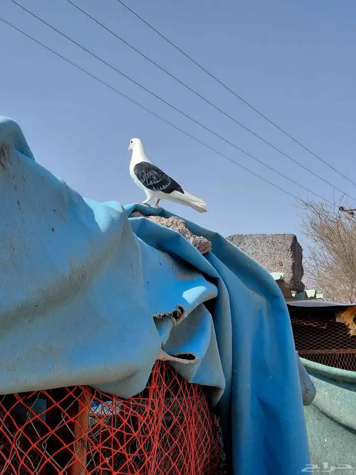 حمام قطايف قلابي 0