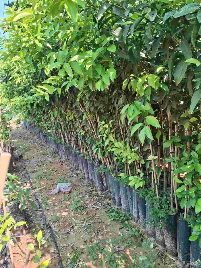 شتلات حمضيات 10