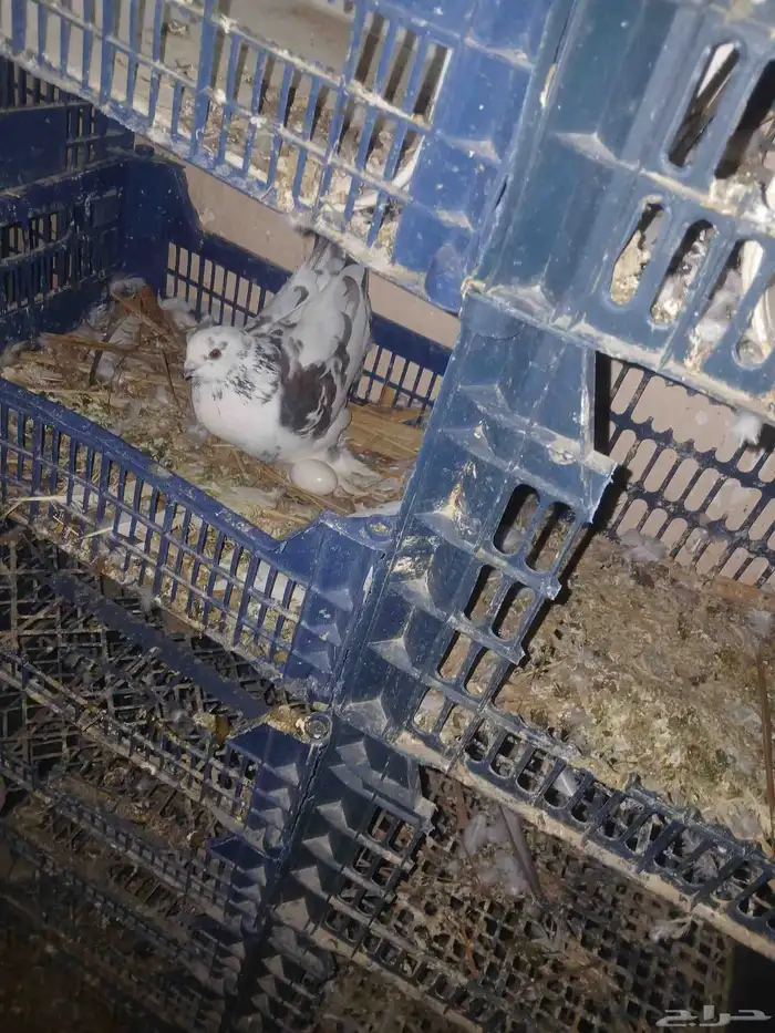 حمام مشكله للبيع 2