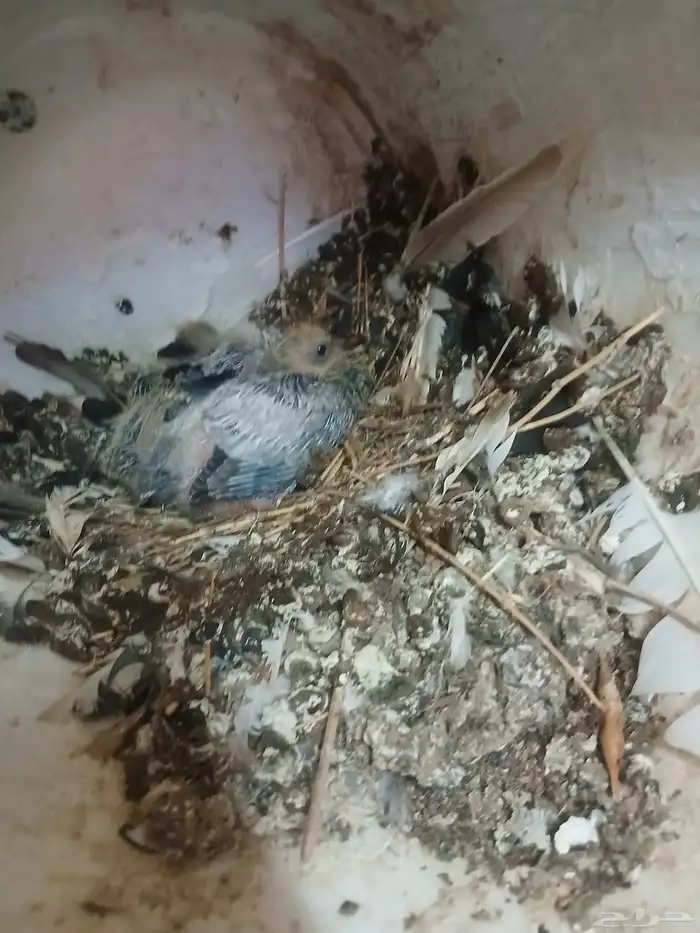 حمام مشكله للبيع 3