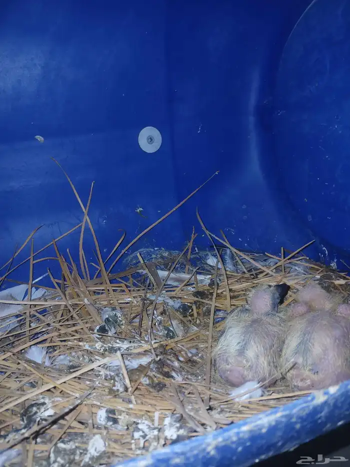 حمام مشكله للبيع 7