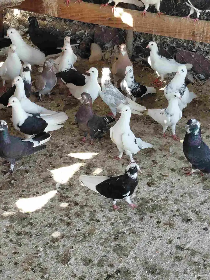 حمام قطايف قلابي 5