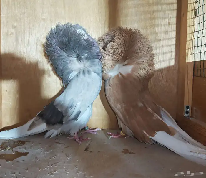 جكوبين جوز منتج 0