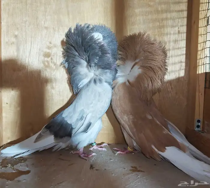 جكوبين جوز منتج 2