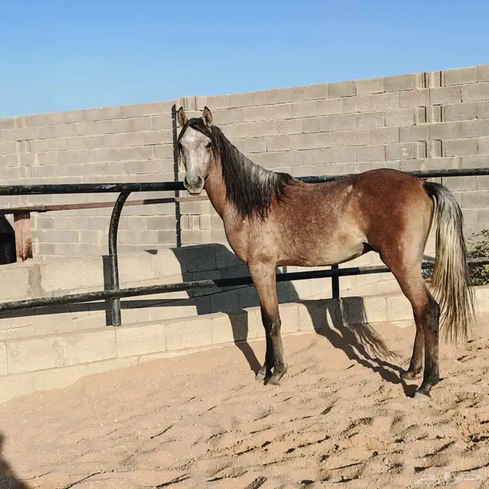 مهر شعبي للبيع 1