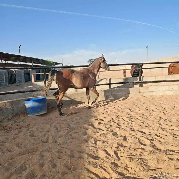 مهر شعبي للبيع 2