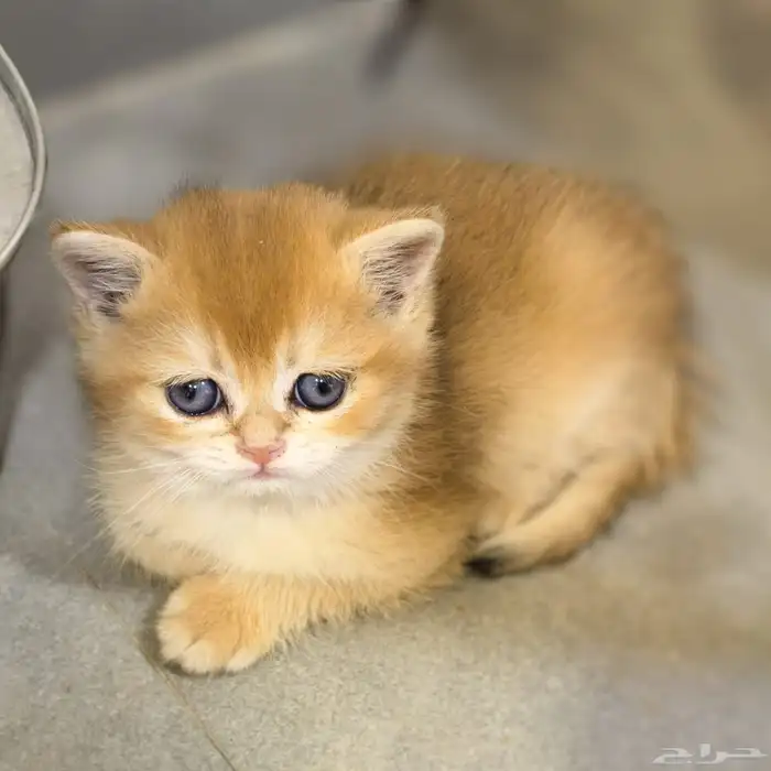 ذكر برتش مستوى عالي للبيع British Male NY12 0