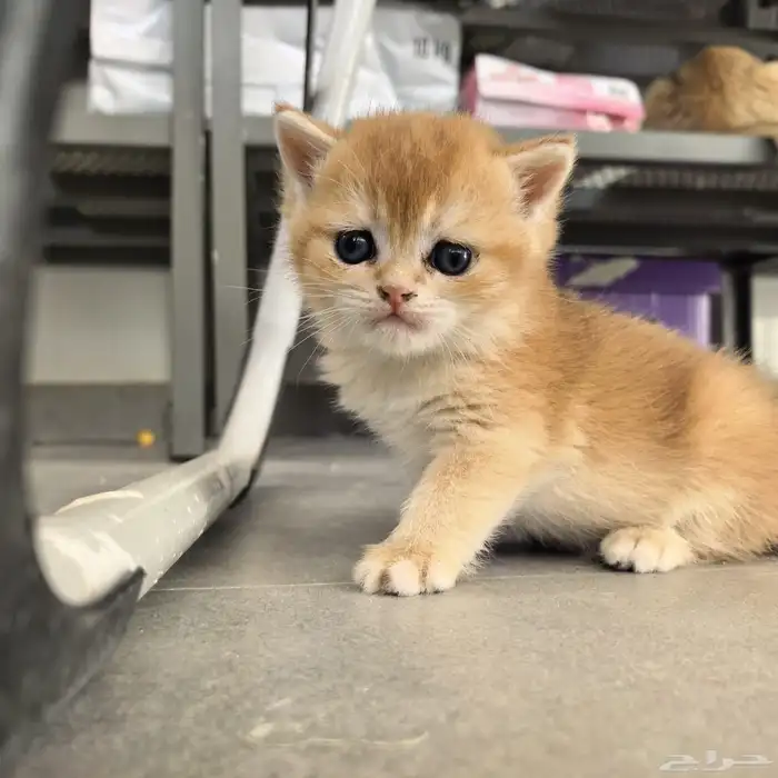 ذكر برتش مستوى عالي للبيع British Male NY12 1