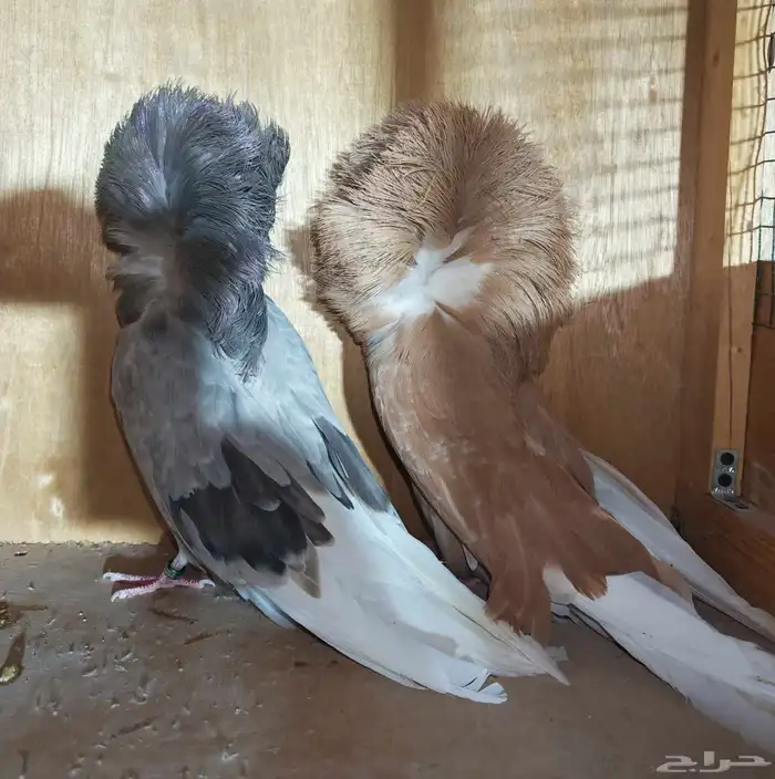 جكوبين جوز منتج 1