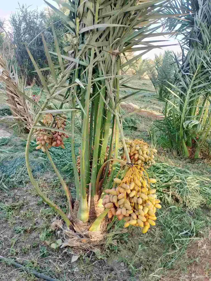 نخل مثمر للبيع جميع المقاسات متوفره 6