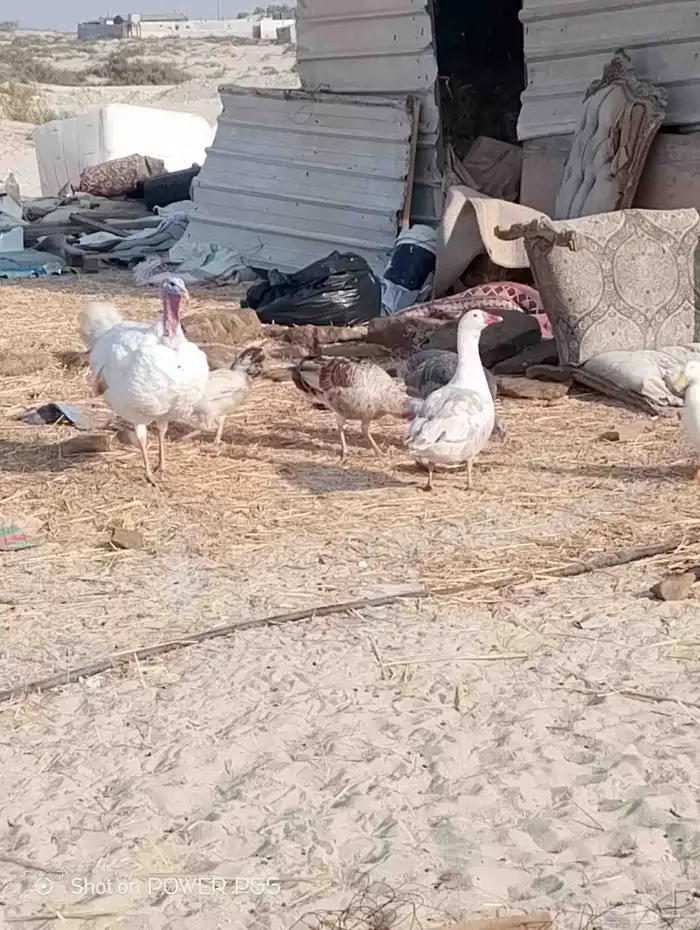 دجاج رومي مع زوج وز 4