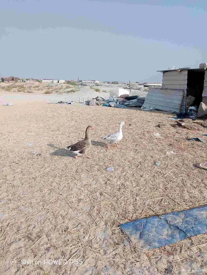 دجاج رومي مع زوج وز 1