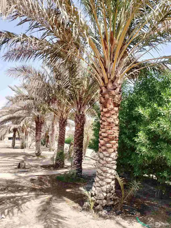 نخل مثمر للبيع جميع المقاسات متوفره 0