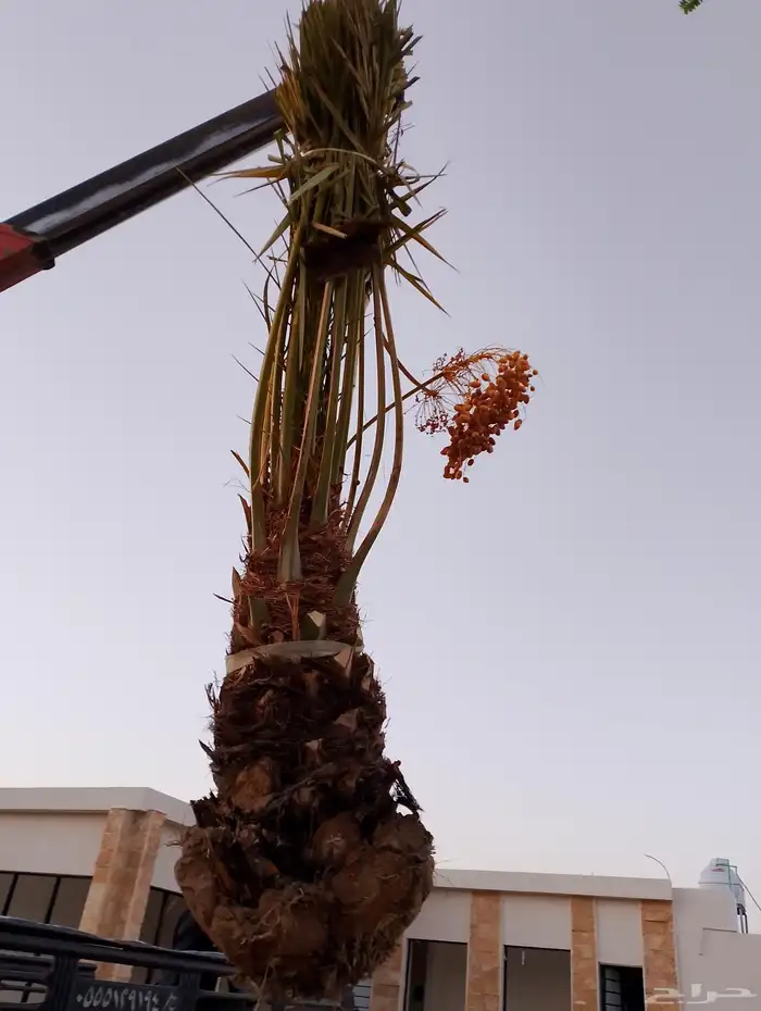 نخل مثمر للبيع جميع المقاسات متوفره 5