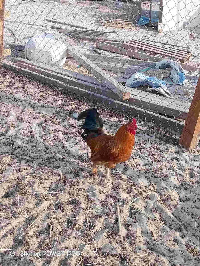 دجاج رومي مع زوج وز 5