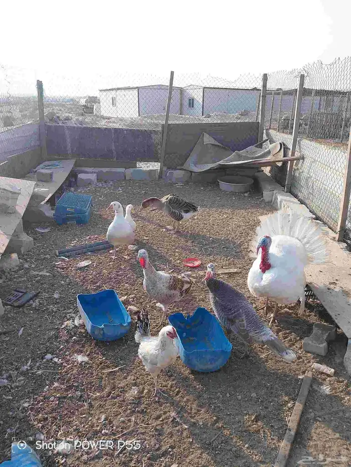 دجاج رومي مع زوج وز 3