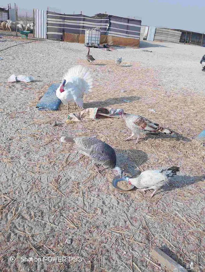 دجاج رومي مع زوج وز 0