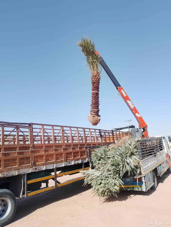 نخل مثمر للبيع جميع المقاسات متوفره 3