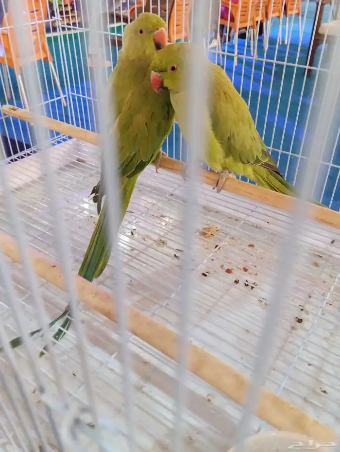 للبيع ببغاء الدرة 1