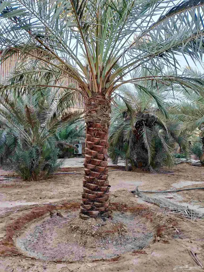 نخل مثمر للبيع جميع المقاسات متوفره 4