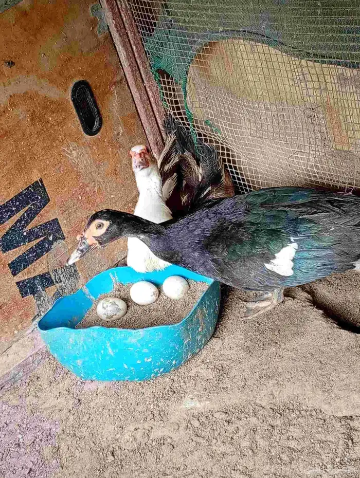 للبيع اناث بط مصري 1