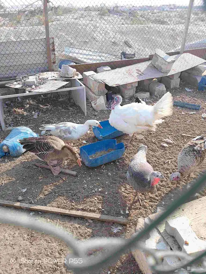 دجاج رومي مع زوج وز 2