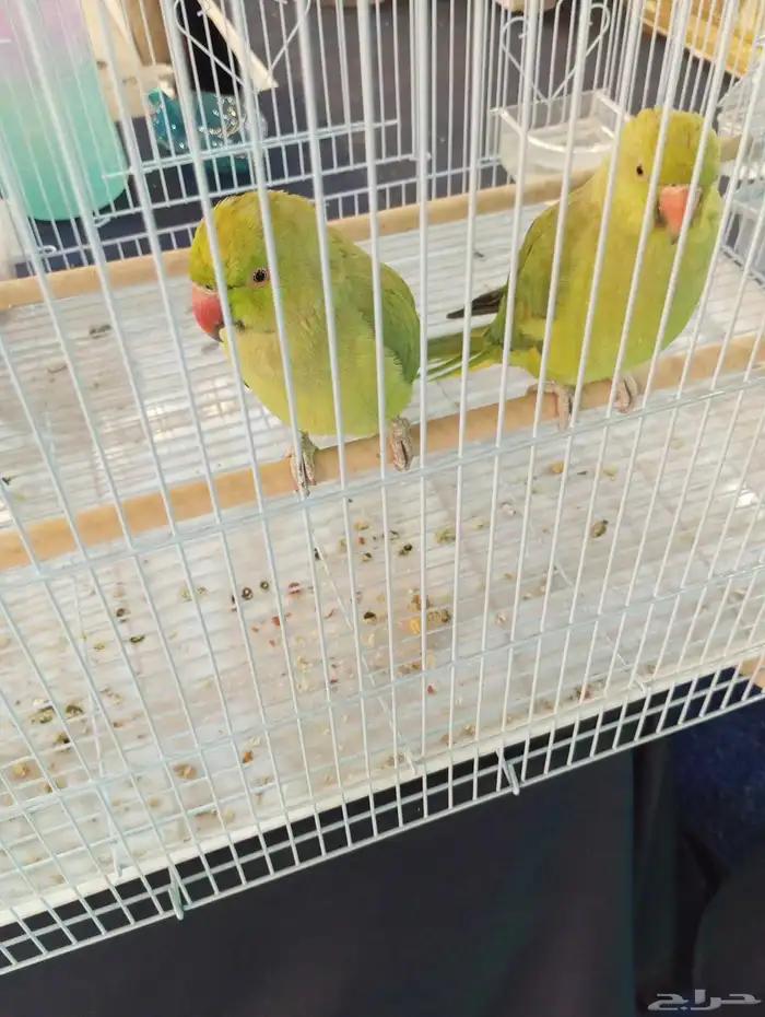 للبيع ببغاء الدرة 2