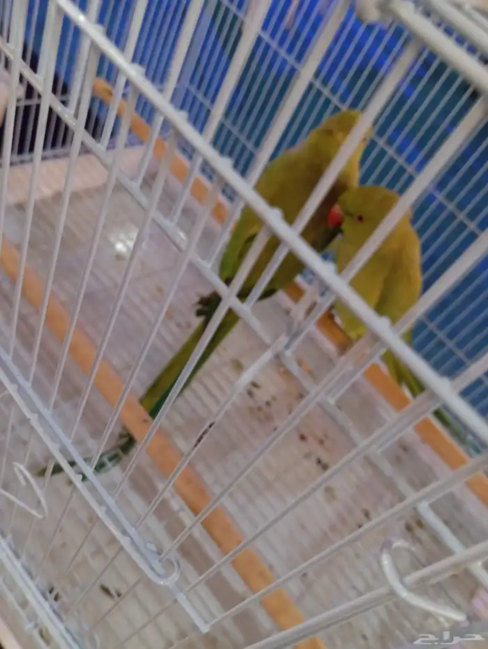 للبيع ببغاء الدرة 0