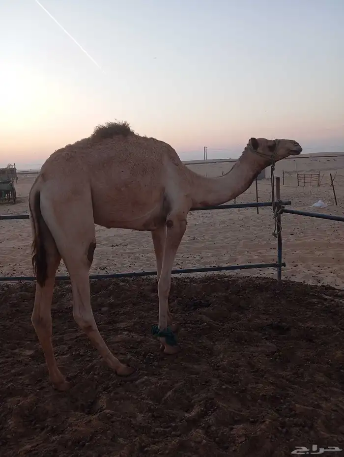 ركبي جدع طايع 0