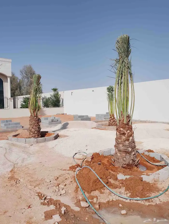 نخل مثمر للبيع جميع المقاسات متوفره 1