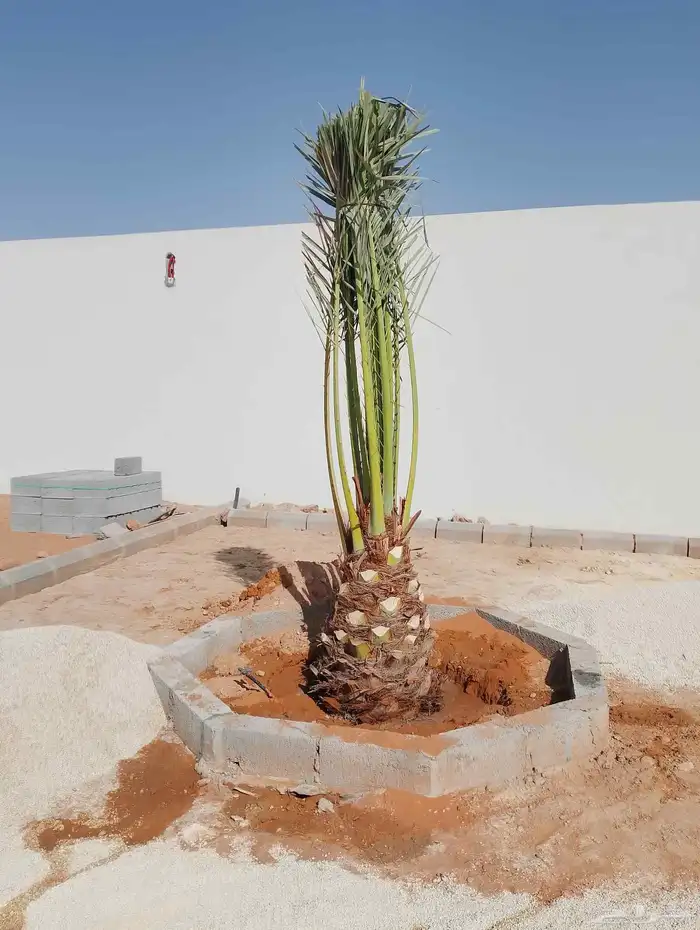 نخل مثمر للبيع جميع المقاسات متوفره 2