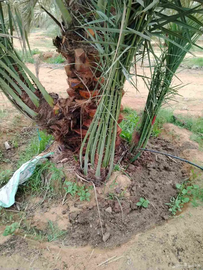 نخل اللقصيم اللبيع 1