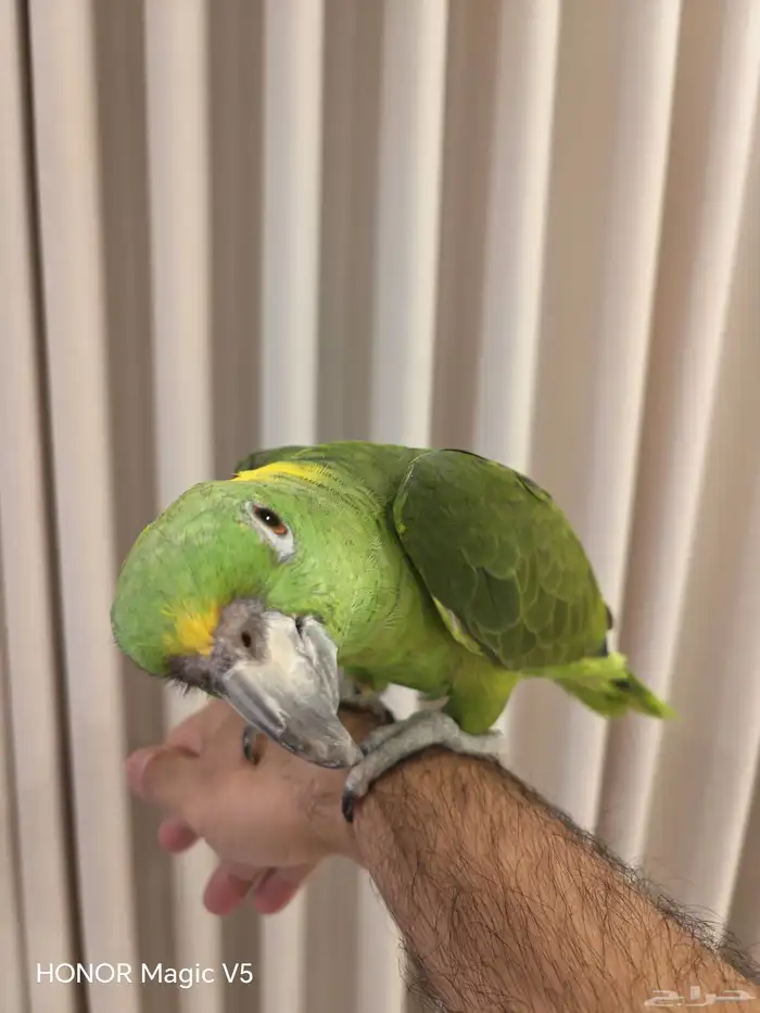 امزوني يلوناب للبيع 1