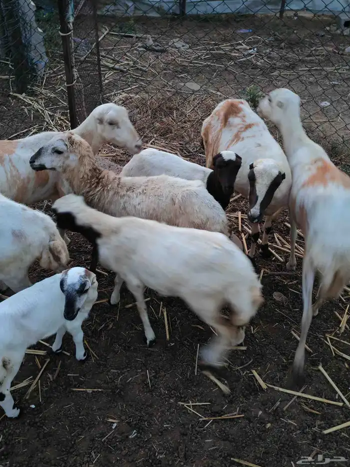 لا البيع 5 ضان مناتيج 2