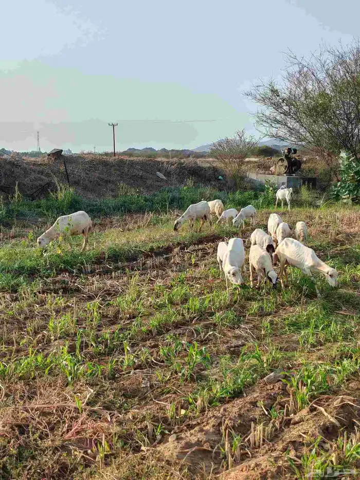 لا البيع 5 ضان مناتيج 4
