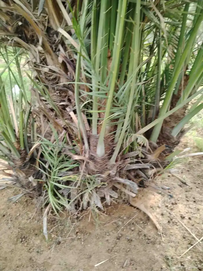 نخل اللقصيم اللبيع 3