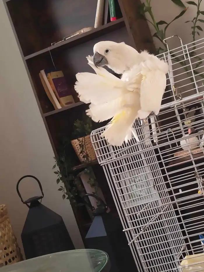 كوكاتو امبريلا 3