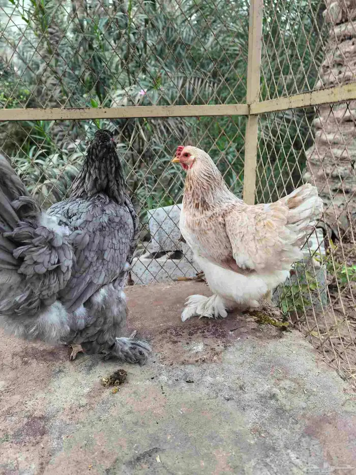 دجاج براهما 2