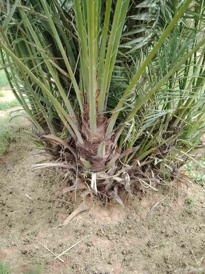 نخل اللقصيم اللبيع 7