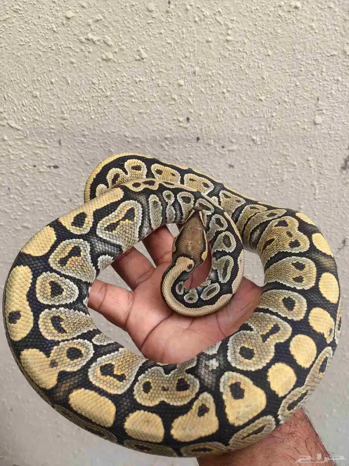 بول بايثون 0