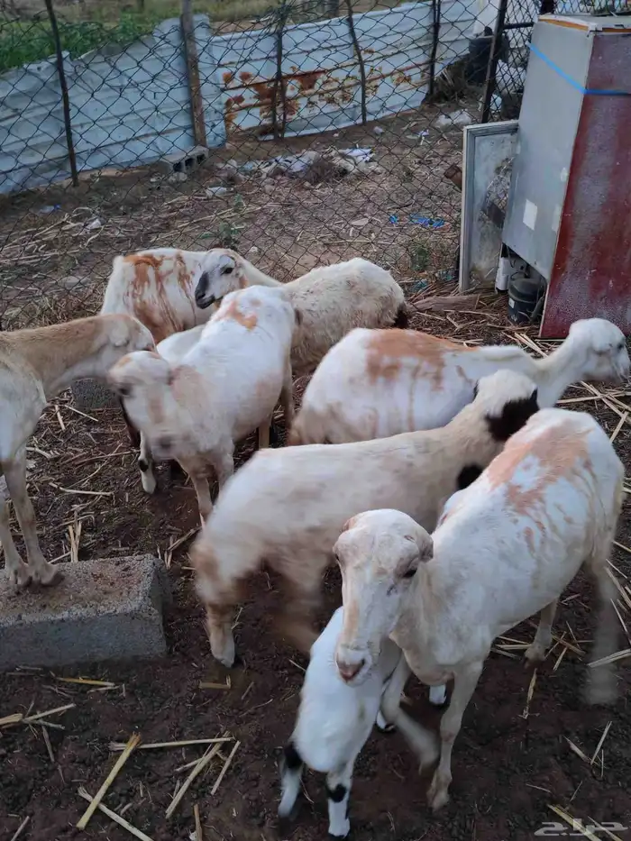 لا البيع 5 ضان مناتيج 1