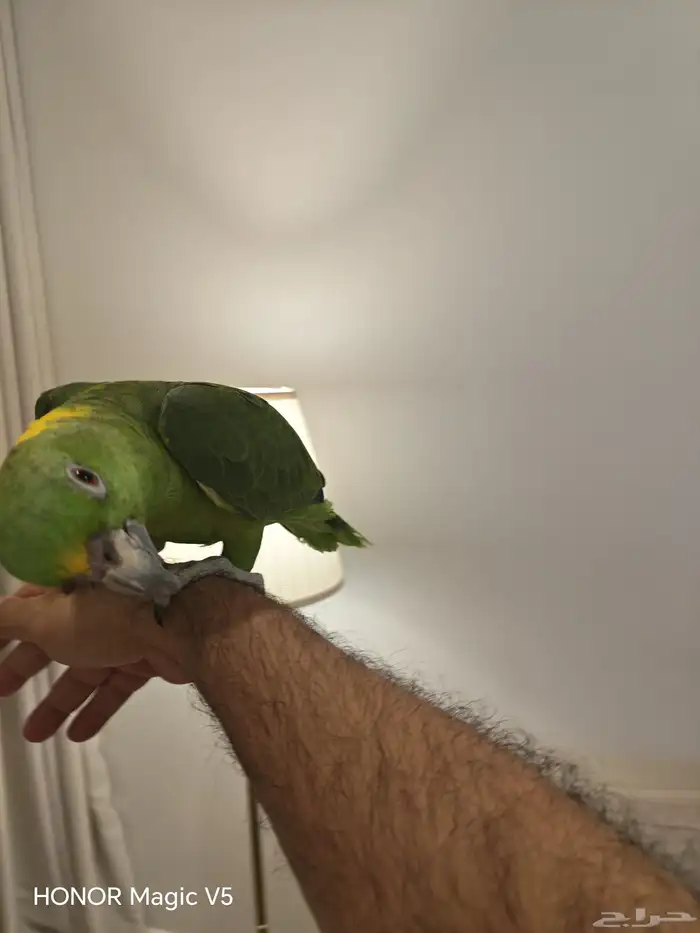 امزوني يلوناب للبيع 4