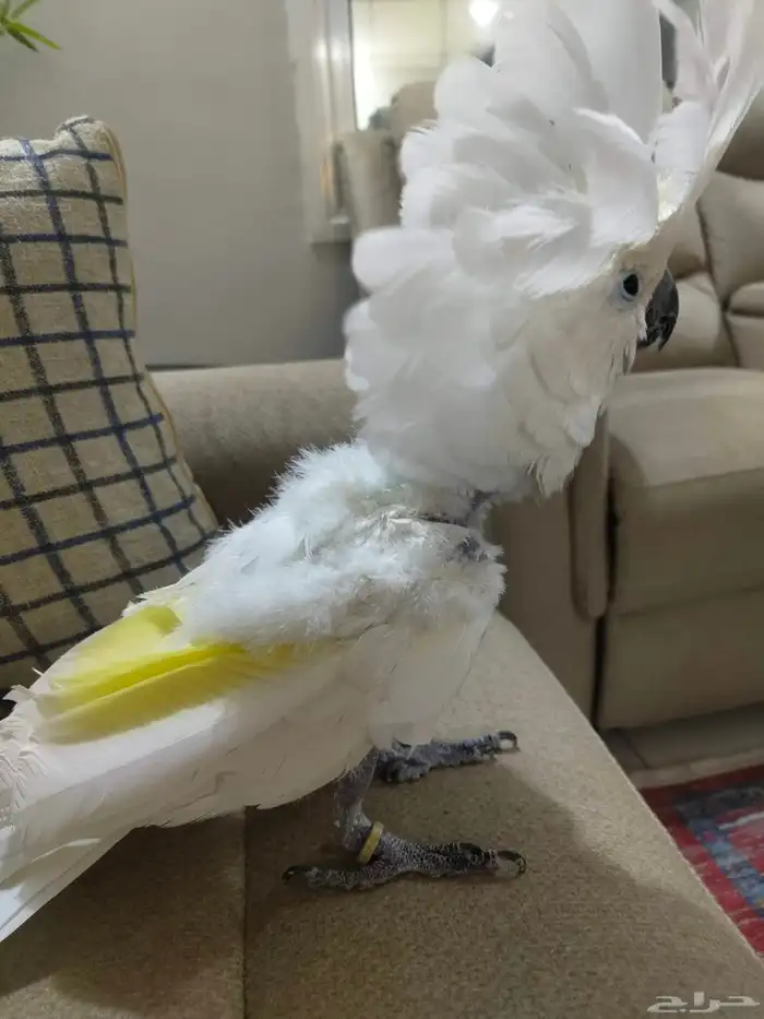 كوكاتو امبريلا 5