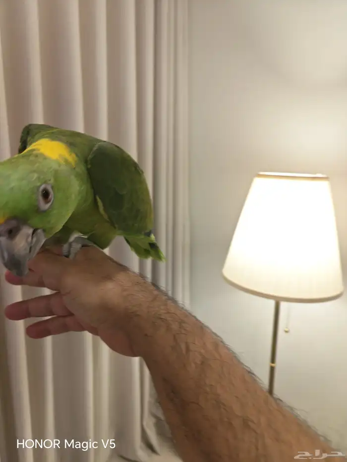 امزوني يلوناب للبيع 6