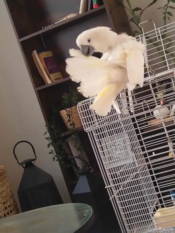 كوكاتو امبريلا 6