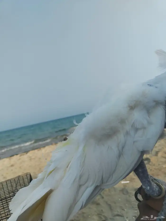 كوكاتو امبريلا 8